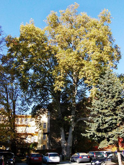 foto Platan vt - Star Brno (pamtn strom)