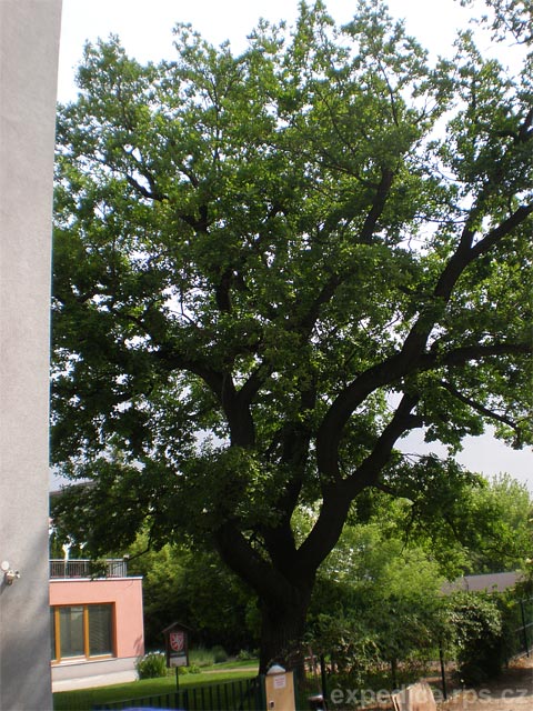 foto dub letn Vdeka - Brno (pamtn strom)