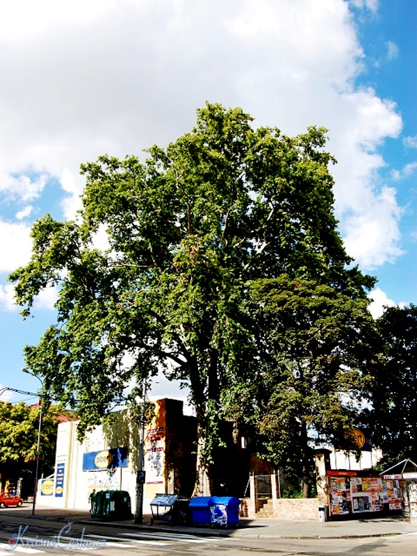foto platan na Veve - Brno-Sted (pamtn strom)