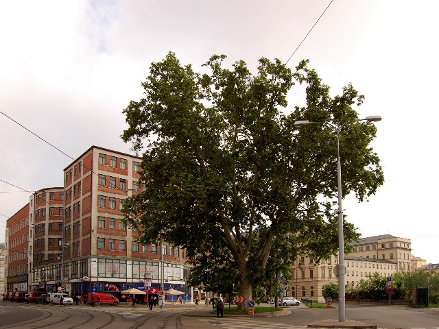 foto Platan na Beneov td - Brno-msto (pamtn strom)
