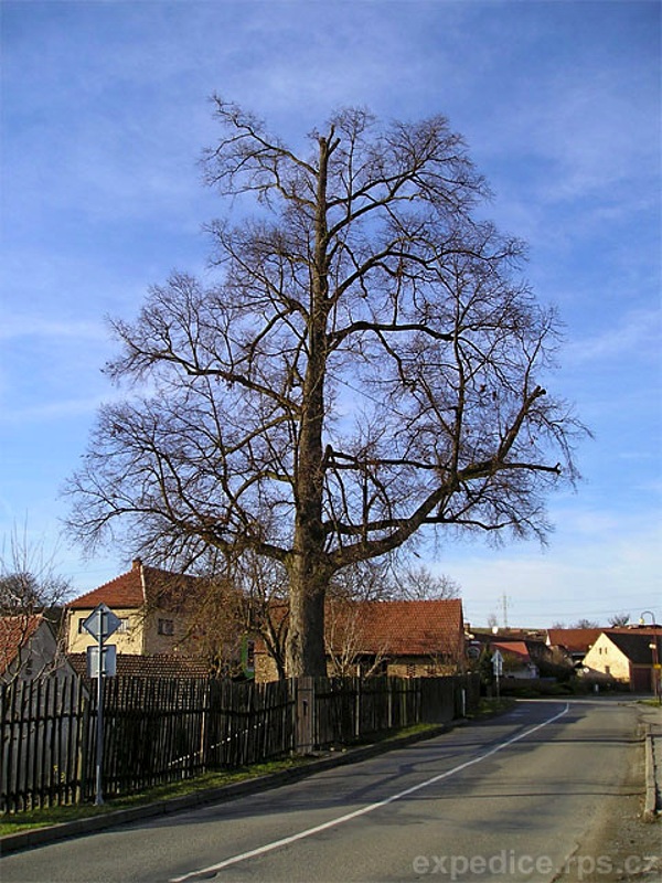 foto Chudick lpa - Chudice (pamtn strom)