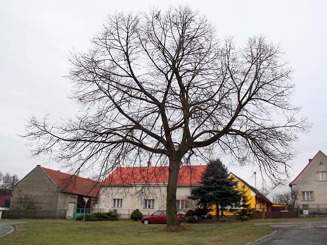 foto Lpa - kava (pamtn strom)