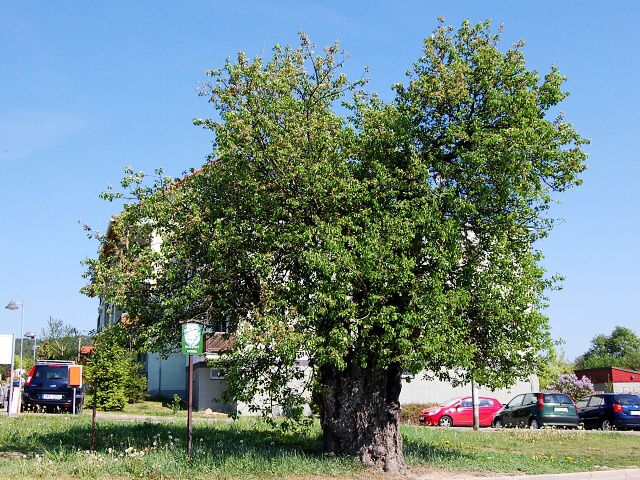 foto Hrue obecn - Blovice nad Svitavou (pamtn strom)