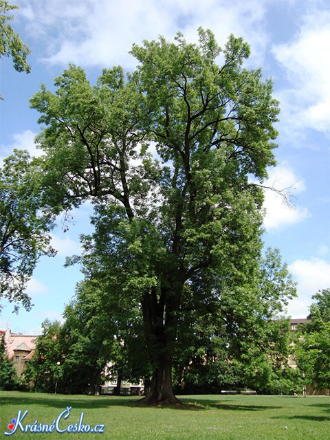 foto echovy sady - Olomouc (park)