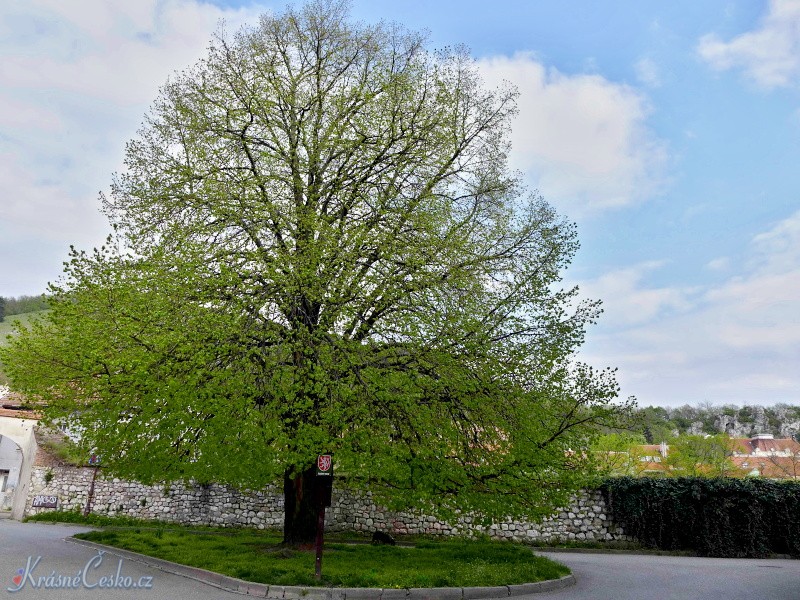 foto Mikulov (pamtn strom)